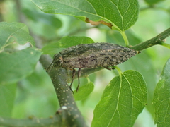 Dicerca obscura