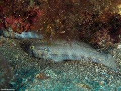 Gnatholepis thompsoni