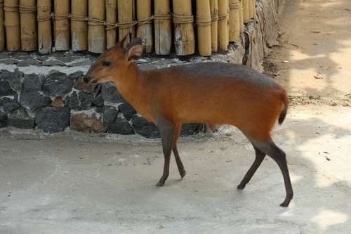Cephalophorus rufilatus