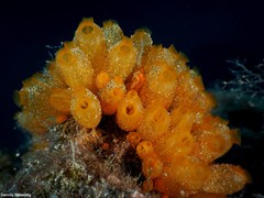 Stolonica socialis
