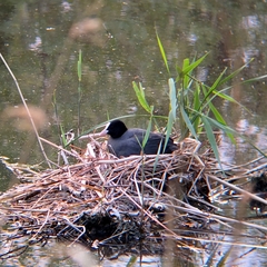 Fulica atra