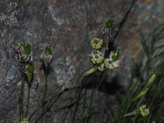 Silene saxifraga