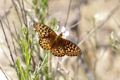 Speyeria callippe comstocki