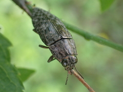 Dicerca obscura