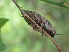 Dicerca obscura