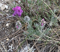 Oxytropis lagopus