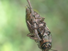 Dicerca obscura