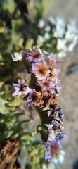 Heliotropium pycnophyllum