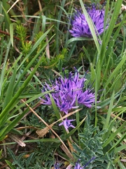 Carthamus mitissimus