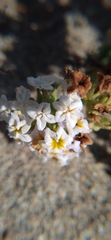 Heliotropium pycnophyllum