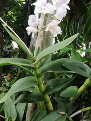 Orchidaceae