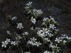 Cerastium utriense