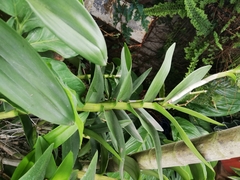 Orchidaceae