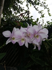 Orchidaceae