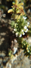 Heliotropium pycnophyllum