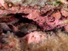 Vanneaugobius canariensis