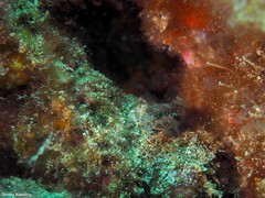 Vanneaugobius canariensis