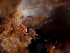 Eualus occultus