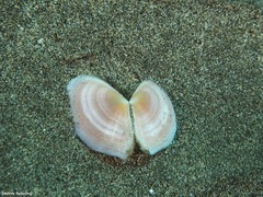 Clathrotellina