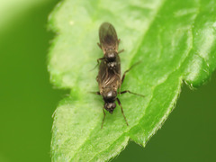 Gymnophora