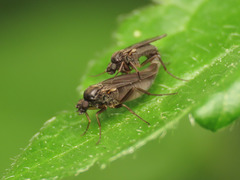 Gymnophora