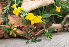 Lotus corniculatus