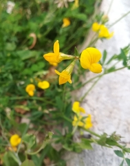 Lotus corniculatus
