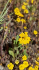 Erythranthe primuloides