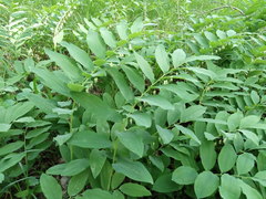 Polygonatum orientale