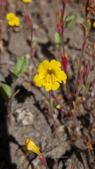 Erythranthe primuloides