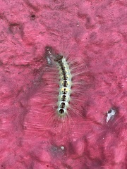 Erebidae