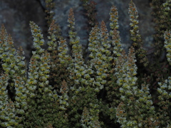 Sesamoides interrupta