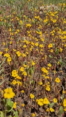 Erythranthe primuloides