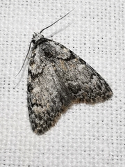Meganola strigula