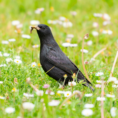 Sturnus unicolor