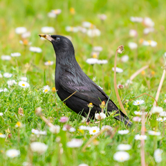 Sturnus unicolor