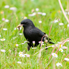 Sturnus unicolor