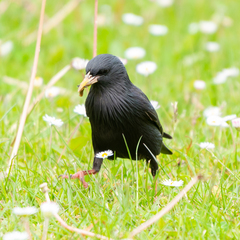 Sturnus unicolor