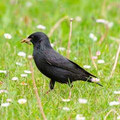 Sturnus unicolor
