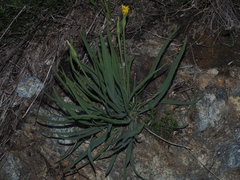 Takhtajaniantha austriaca