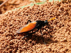 Protomydas rubidapex