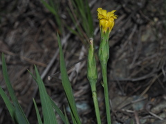 Takhtajaniantha austriaca