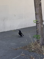 Corvus brachyrhynchos