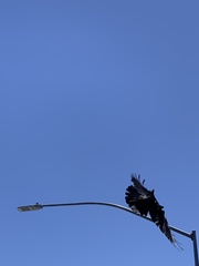 Corvus brachyrhynchos