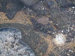 Mauligobius maderensis