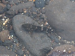 Mauligobius maderensis