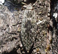 Dicerca obscura