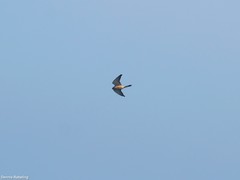 Falco tinnunculus dacotiae