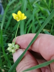Scorzoner Leek (Allium scorzonerifolium)