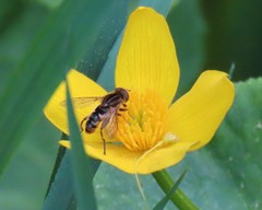 Anasimyia anausis